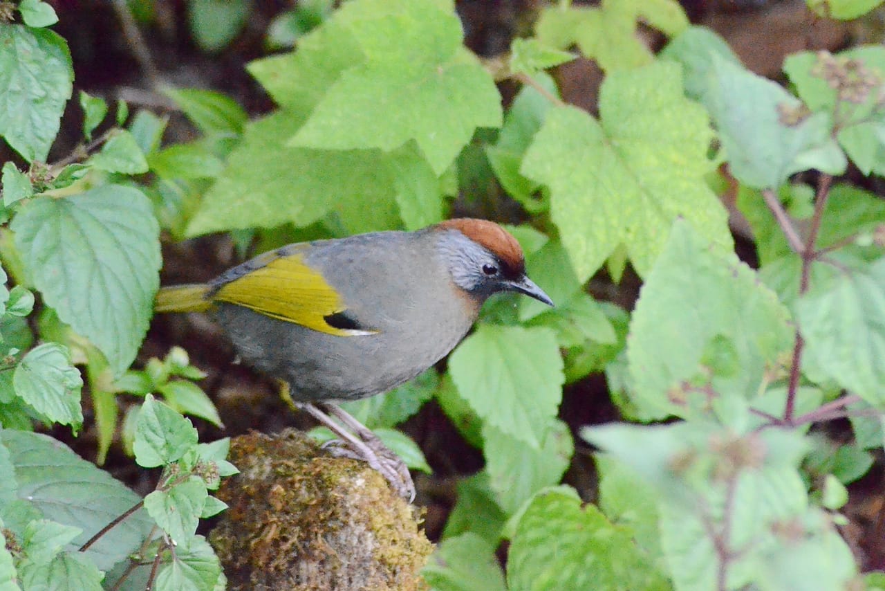 Bird Watching Doi Inthanon  9