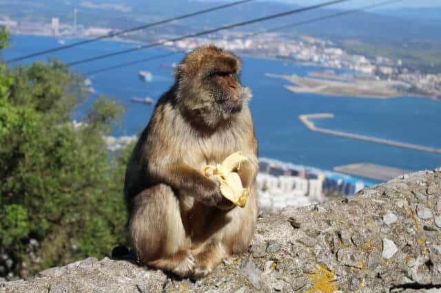Rock Tour in Gibraltar photo 5