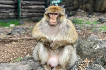 Private Day Tour from Fez to the Middle Atlas