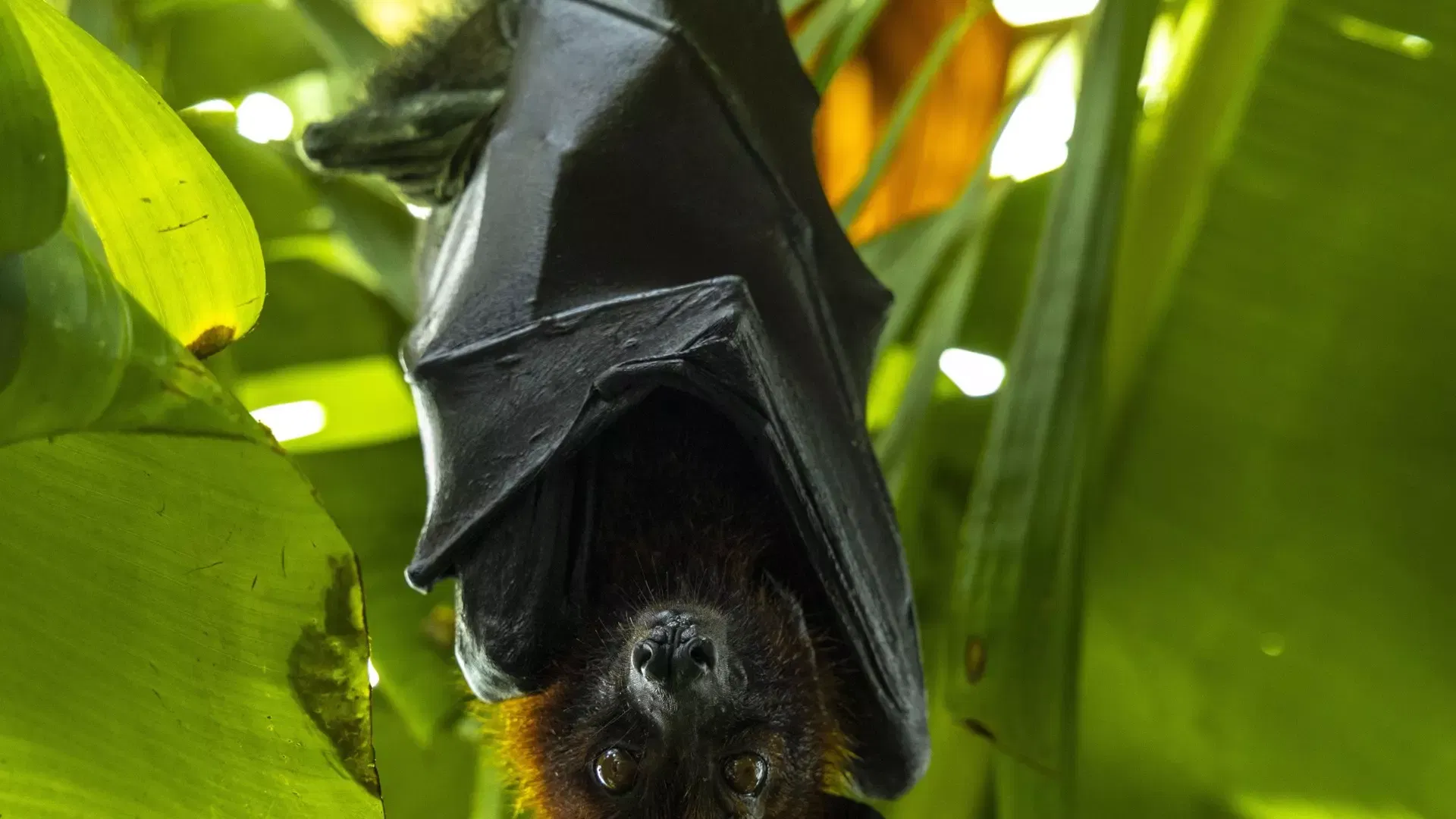 A fruit bat hanging upside down among bright green leaves at The Green Planet Dubai