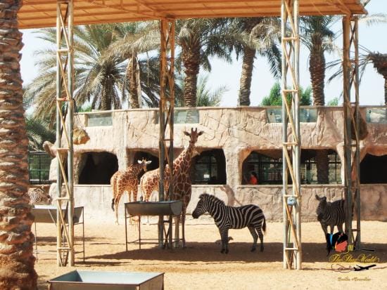 Abu Dhabi: Emirates Park Zoo – Interact, Explore, Discover Wildlife!