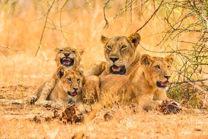 15-Day Wildlife Safari and Gorilla Trekking in Uganda