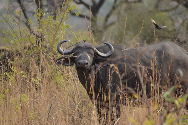 Water buffalo in golden grasslands