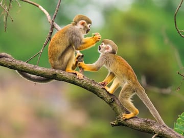 Pacaya Samiria Wildlife Safari Tour in Iquitos, Peru - 4 Days