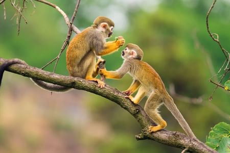 Iqu-07 : Pacaya Samiria Wildlife Safari – 4 Days of Amazon Reserve