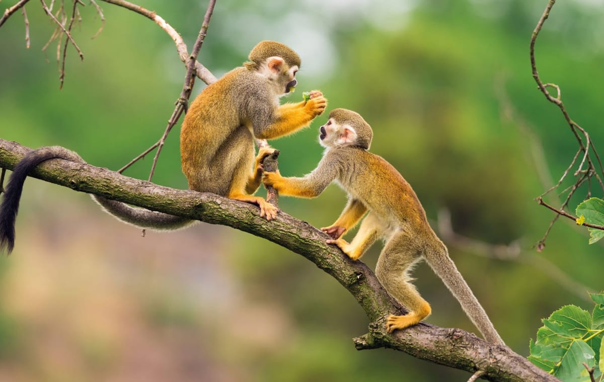 Pacaya Samiria Wildlife Safari Tour in Iquitos, Peru - 4 Days