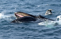 Whale Watching 2