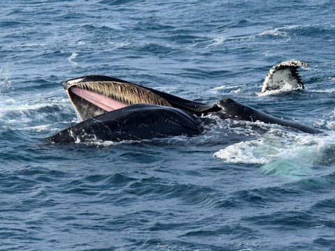 Whale Watching