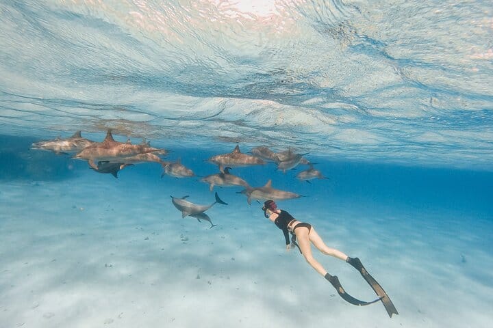 Dolphin House Snorkeling Cruise in Hurghada with Lunch