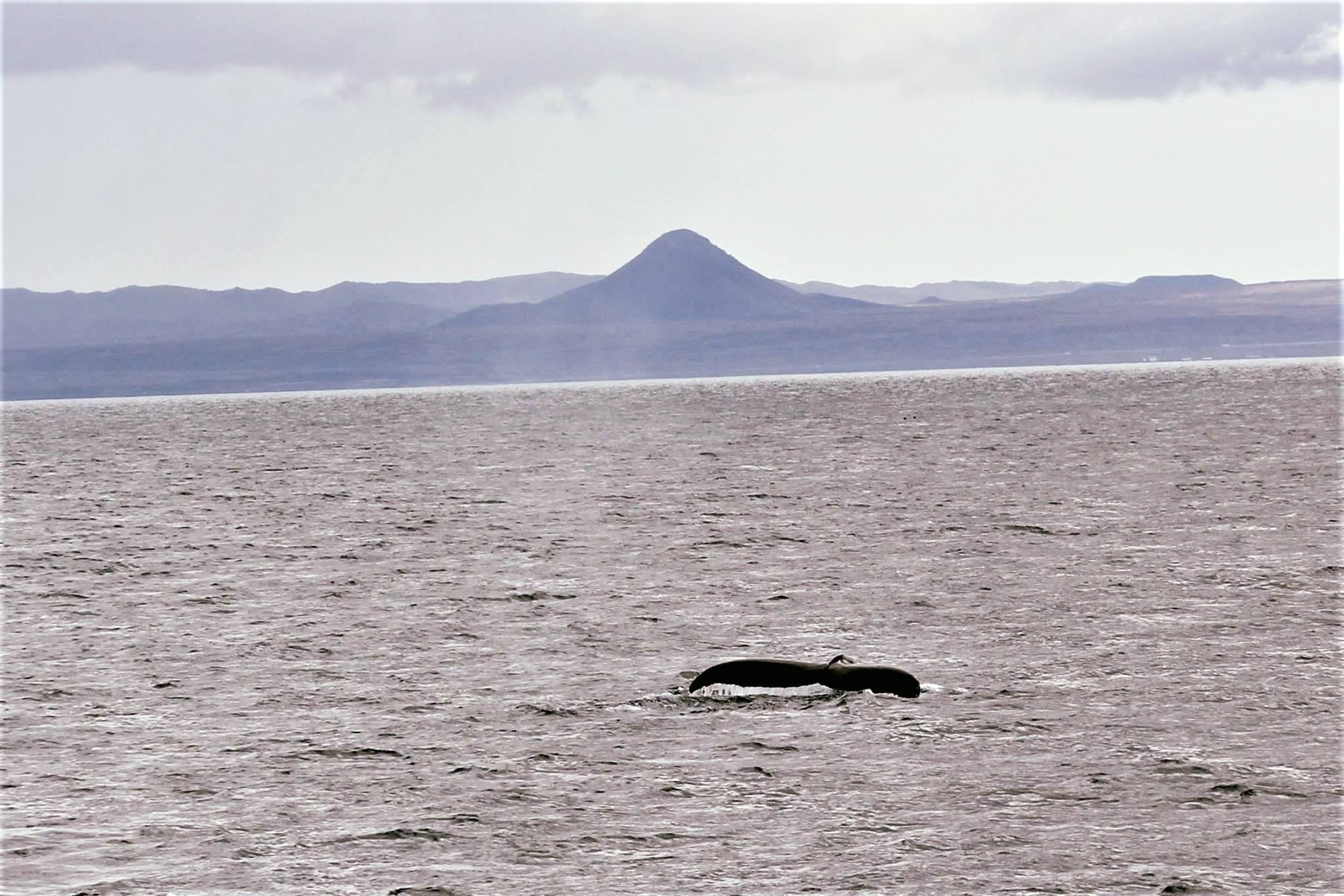 Reykjavik Whale Watching
