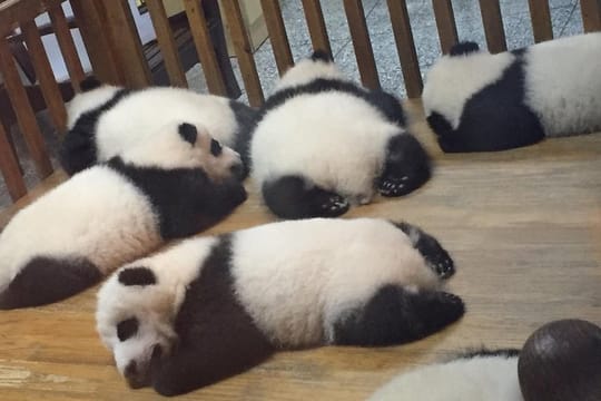 Private Day Tour to Chengdu Panda Base by Round-way Bullet Train from Xian