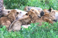Lake Manyara
