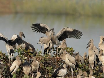 Chennai to Pulicat Bird Sanctuary Day Tour with Boat Ride