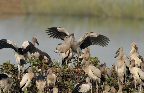 Birds & Beyond: Chennai to Pulicat Bird Sanctuary Day Tour