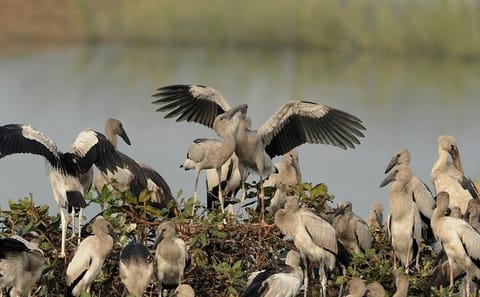 Chennai to Pulicat Bird Sanctuary Day Tour with Boat Ride