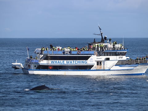 Reykjavik City Walk and Whales, photo 4