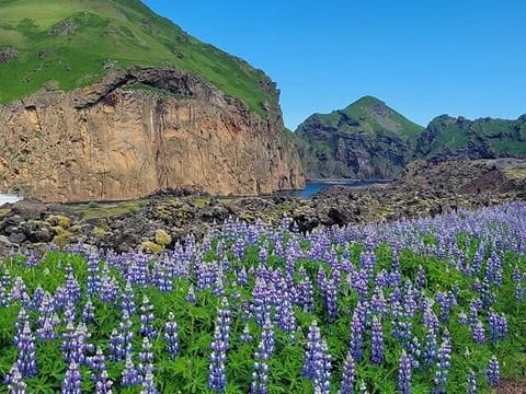 Vestmannaeyjar Westman Islands Private Tour, photo 6