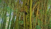MONKEYS IN BAMBOO