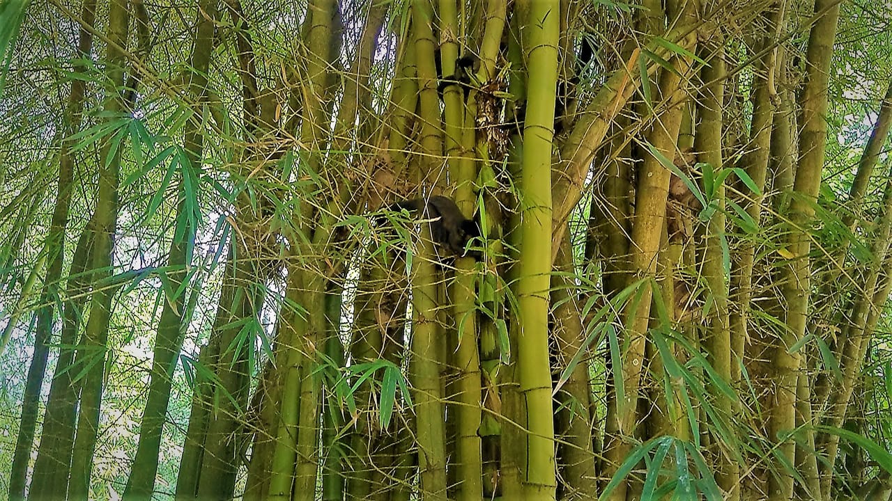 MONKEYS IN BAMBOO
