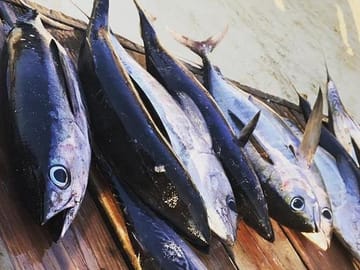 Sport Fishing and Snorkeling Tour in Coxen Hole, Honduras