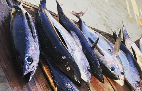 Sport Fishing and snorkeling adventure by boat