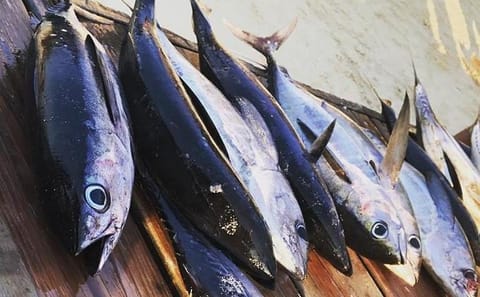 Sport Fishing and Snorkeling Tour in Coxen Hole, Honduras