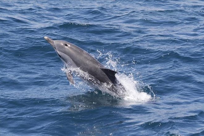 Dolphin & Whale Watching Tour from Seville photo 4