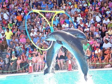 Dolphin Watching Experience in Hurghada, Egypt