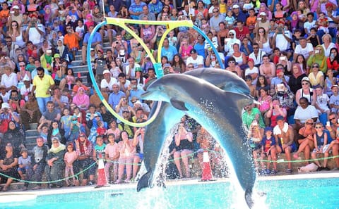 Dolphin Watching Experience in Hurghada, Egypt
