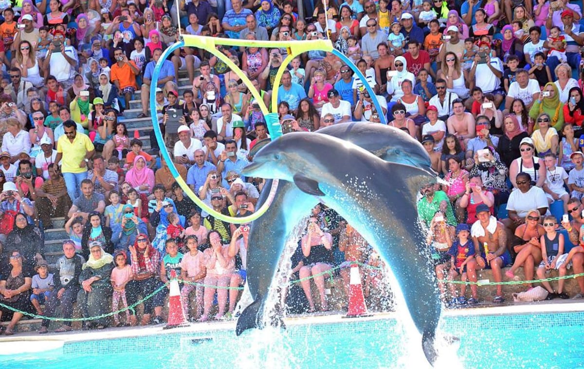 Dolphin Show Trip