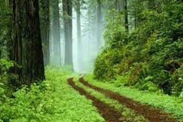 Sinharaja Rain Forest Nature Walking Tour in Sri Lanka