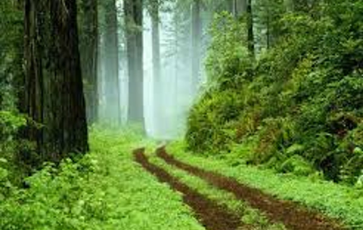 Journey of Sinharaja Rain Forest