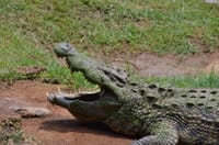 Durban City Tour and Phezulu Cultural Village  (2A) 6