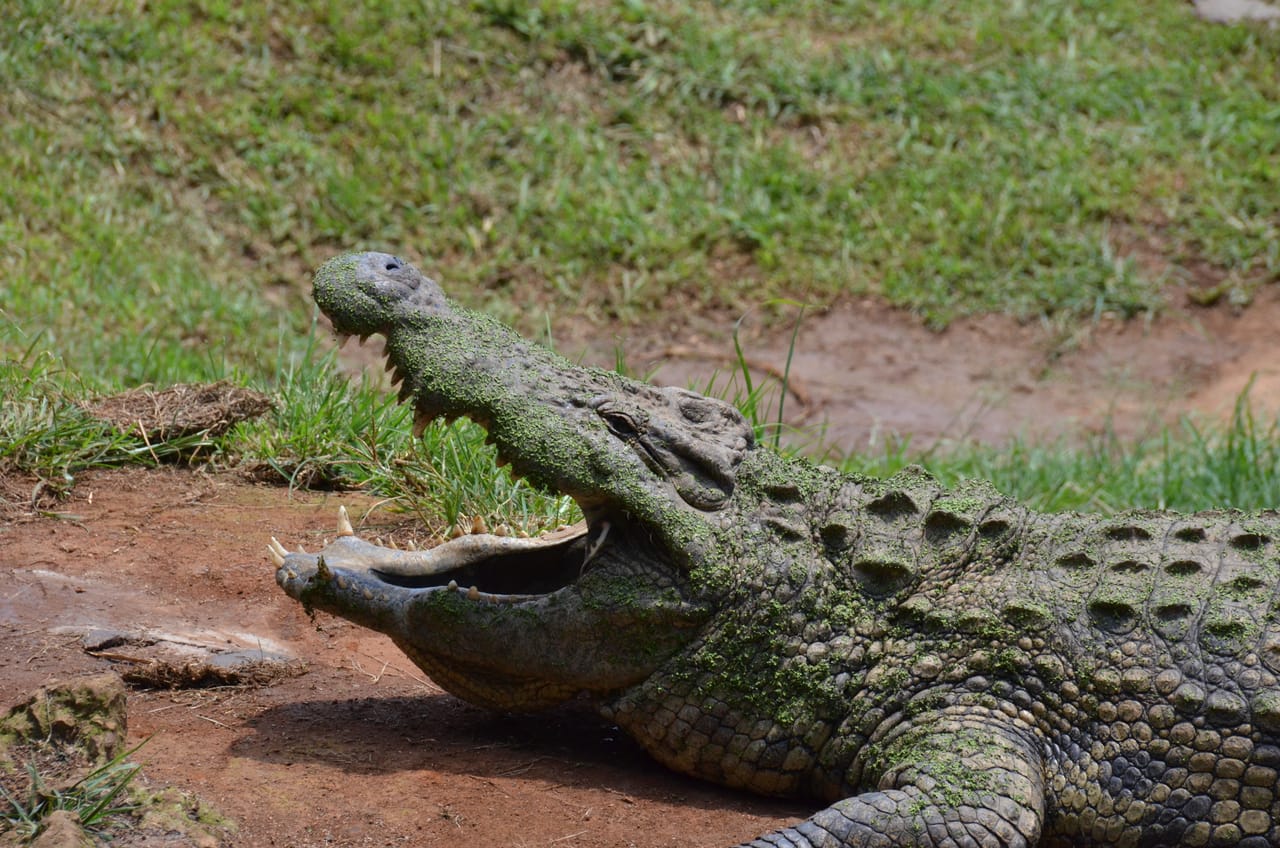 Durban City Tour and Phezulu Cultural Village  (2A) 6
