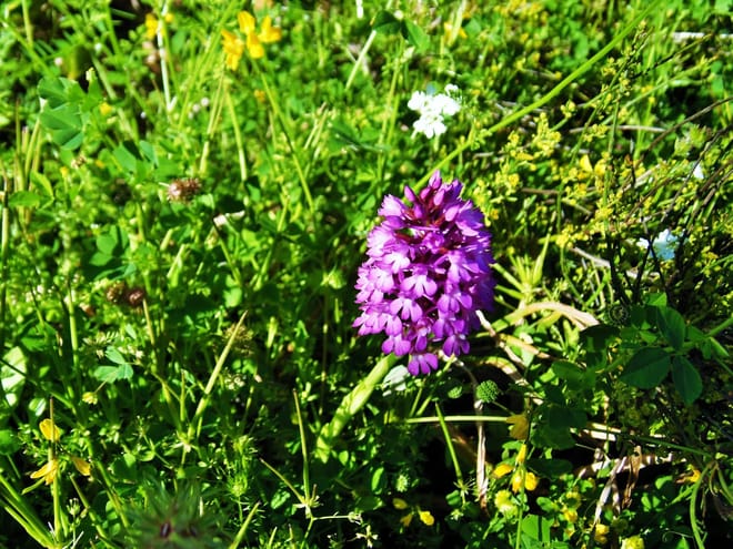 Private Tour - Douliana and Almyrida Nature Walk 6