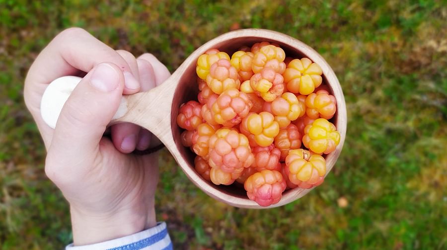 You can pick some tasty berries with your guide!