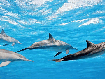 Colombo Beach Tour: 6 Days of Coastal Adventure and Relaxation