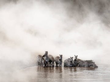 Zebras at lake Nakuru early morning drinking water