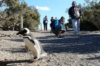PUERTO MADRYN: Punta Tombo and walk into the largest penguin colony in South America 3
