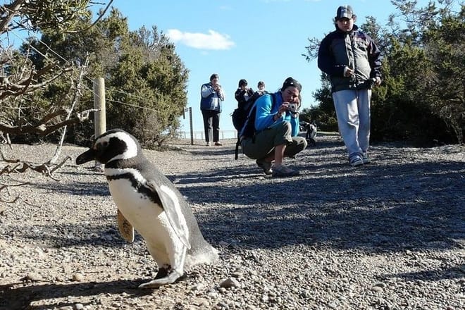 PUERTO MADRYN: Punta Tombo and walk into the largest penguin colony in South America 3