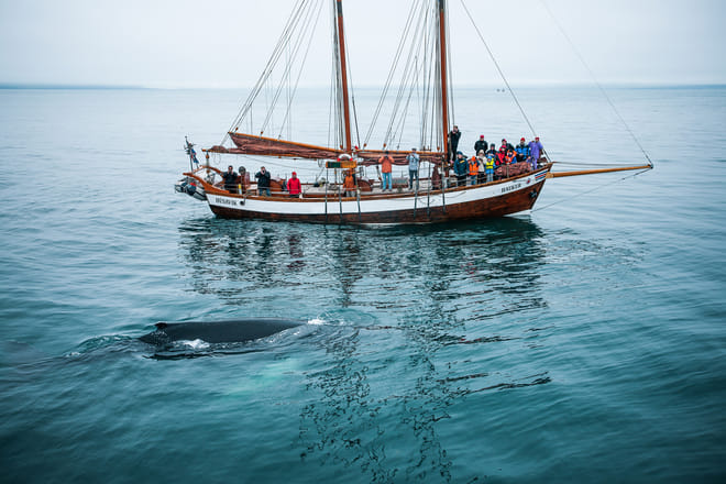 Whale watching on a sailboat