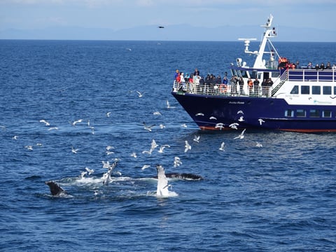Whale Watching and Marine Life Tour in Faxafloi