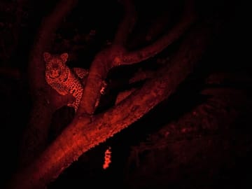 Night Game Drive at Nairobi National Park