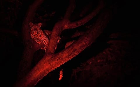 Night Game Drive at Nairobi National Park