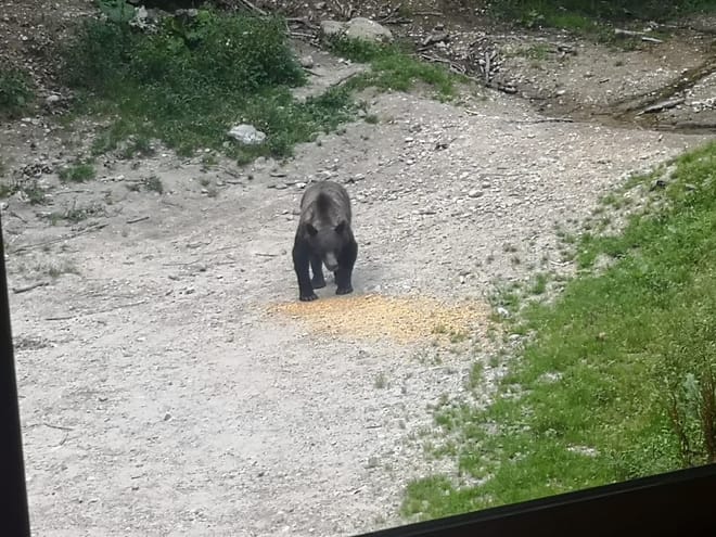 Evening at BEAR HIDE, in the wild 5