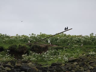 Premium Puffin Tour, photo 12