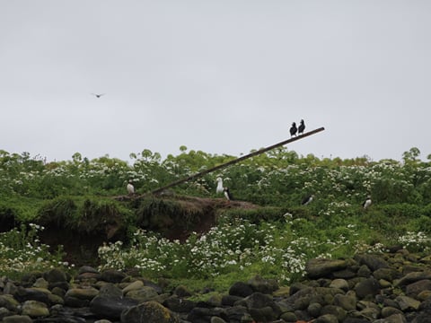 Premium Puffin Tour, photo 12