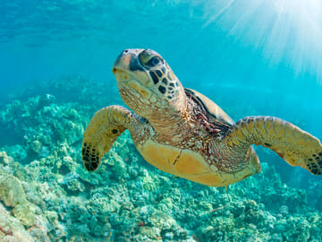 Swim with Turtles in Máncora: An Interactive Adventure