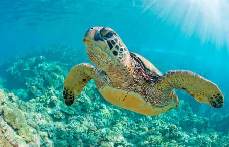 Swim with Turtles in Máncora: An Interactive Adventure