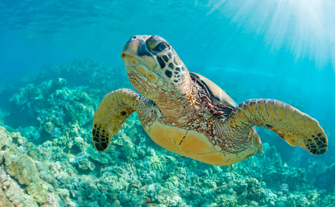 Swim with Turtles in Máncora: An Interactive Adventure